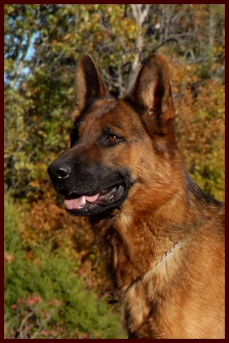 German Shepherd female dog