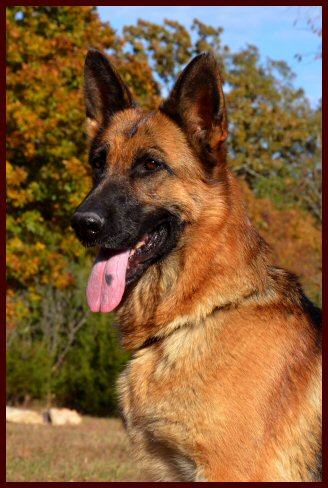 German Shepherd female dog