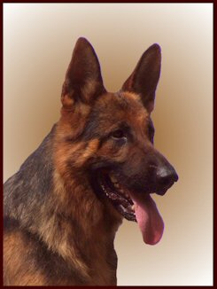 German Shepherd stud dog