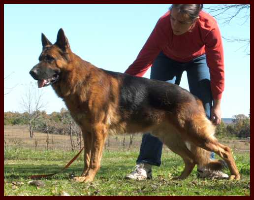 solid red german shepherd