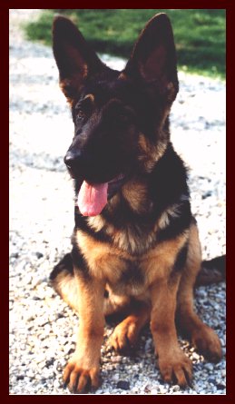 Fritzen vom Waldenhaus, male German Shepherd dog