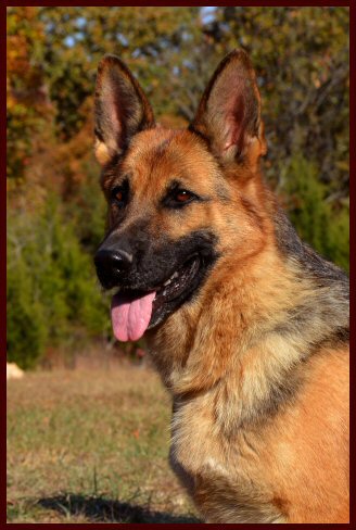 German Shepherd female dog