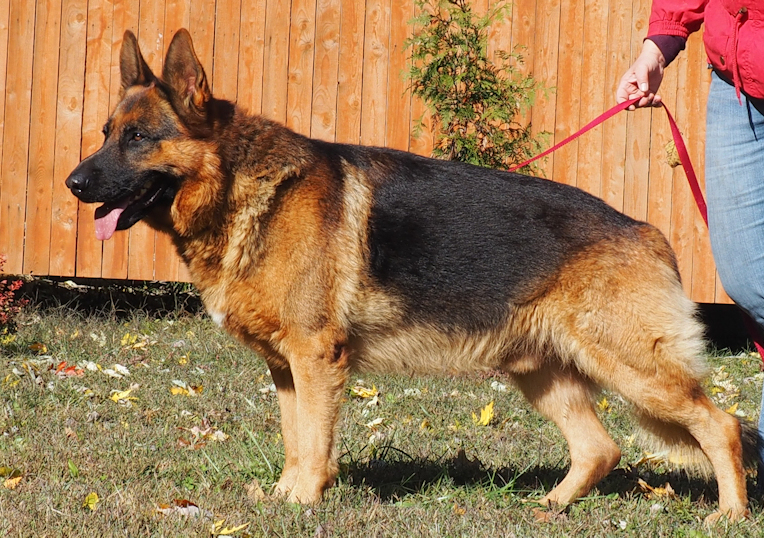 5 year shop old german shepherd