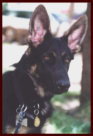 German Shepherd male