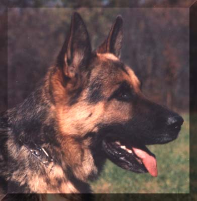 One of our Founding German Shepherd Dogs One of our Founding German Shepherd Dogs