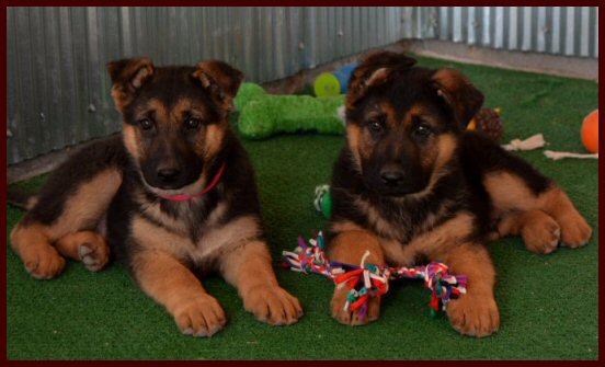 black red german shepherd