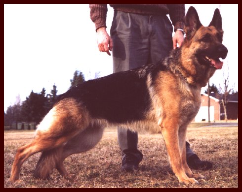 German Shepherd female Maisie vom Waldenhaus.