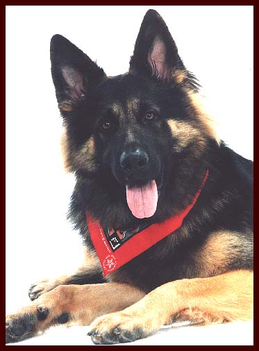 Blackjack vom Waldenhaus, plush coat german shepherd male